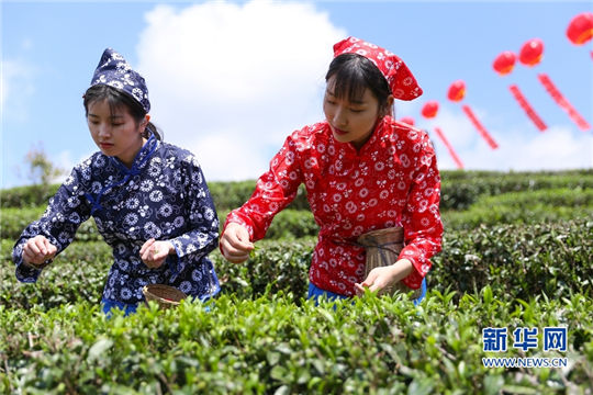 Festival fuels tea industry growth