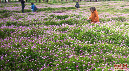 In pics: Booming rural tourism in Yongtai