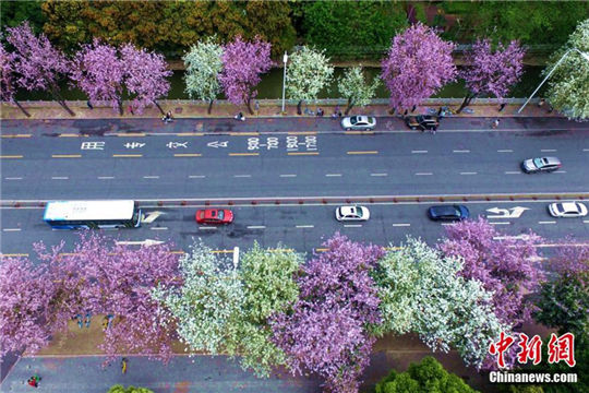 Ornamental trees fully bloom in Fuzhou