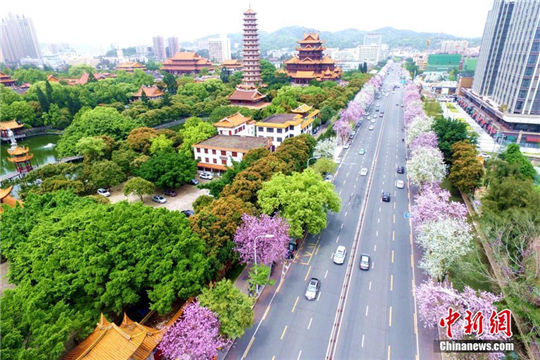 Ornamental trees fully bloom in Fuzhou