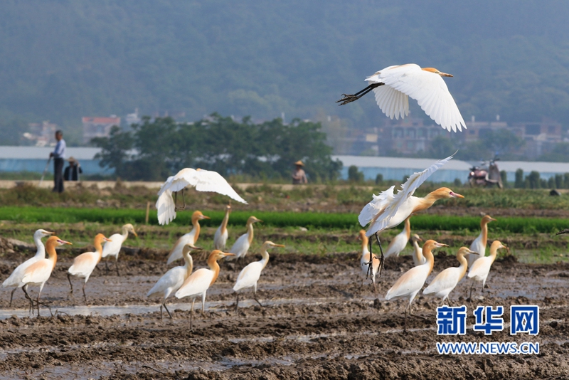 In pics: Cattle egrets forage in fields