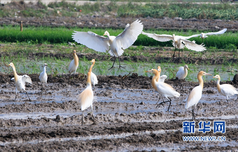In pics: Cattle egrets forage in fields