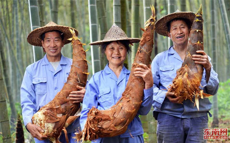 Jian'ou leapfrogs in bamboo industry