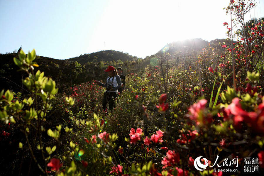 Wild azalea blossoms dazzle visitors