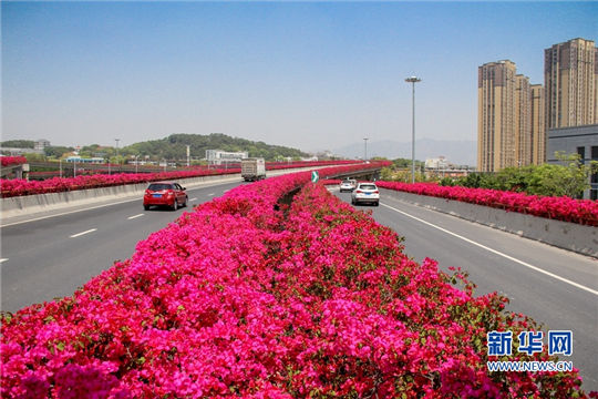 In pics: Fully-bloomed plum blossoms in Fuzhou