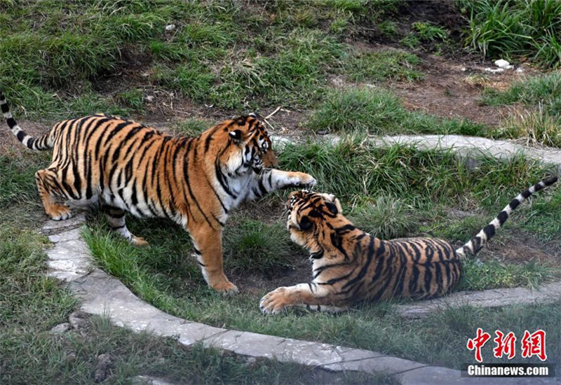 In pics: South China tiger in Longyan