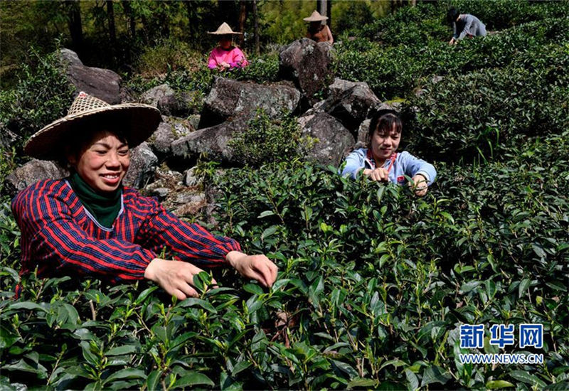 Tea production helps purge poverty