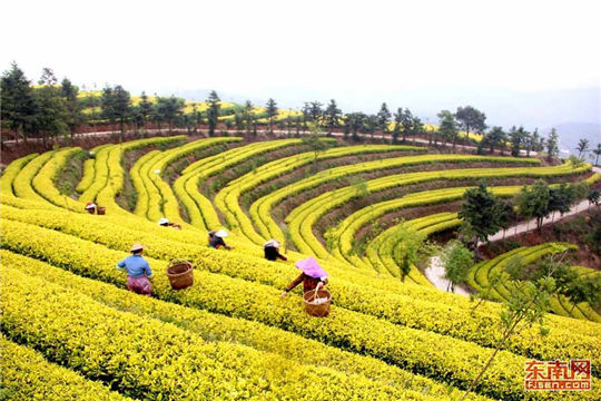 Yellow tea plantation captivates visitors