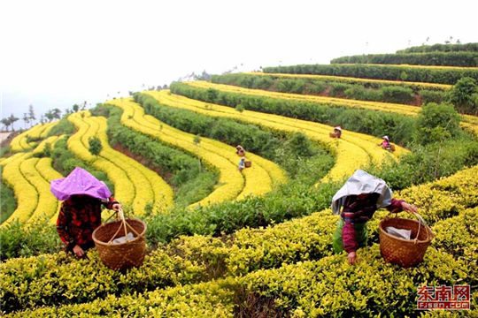 Yellow tea plantation captivates visitors