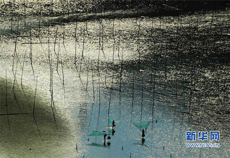 In pics:Mudflat scenery draws visitors to Fujian