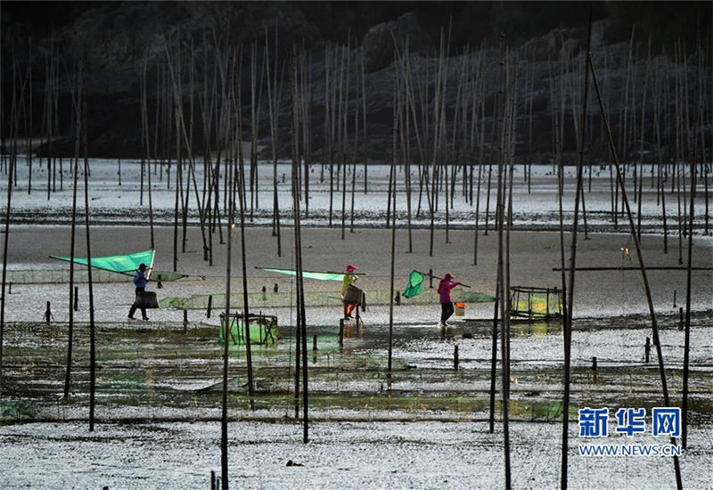 Mudflat scenery draws visitors to Fujian