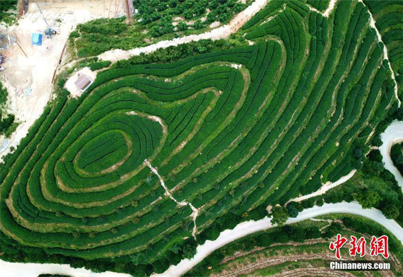 Aerial view of magnificent tea plantation in Fujian