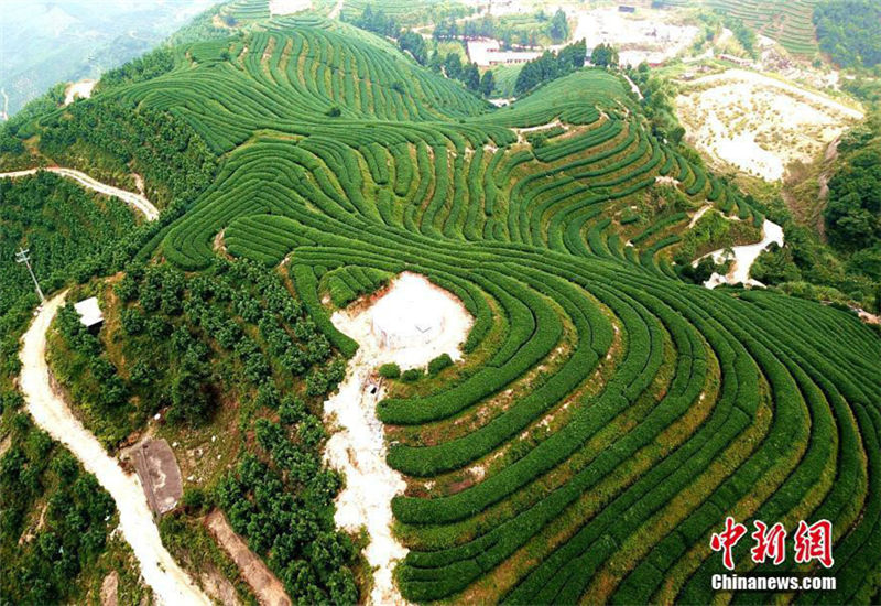 Aerial view of magnificent tea plantation in Fujian
