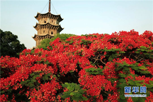 Flame trees makes ancient city flamboyant