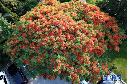 Flame trees makes ancient city flamboyant