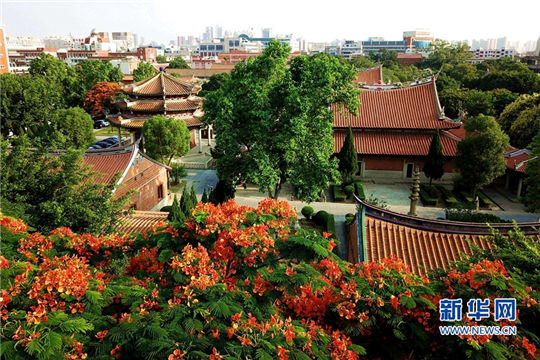 Flame trees makes ancient city flamboyant