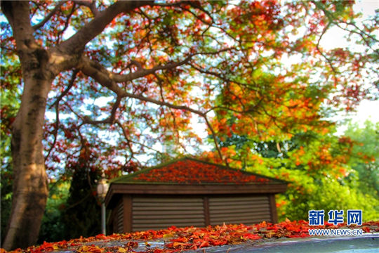 Flame trees makes ancient city flamboyant