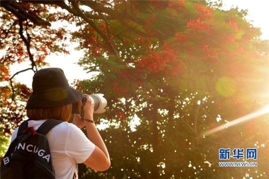 Flame trees makes ancient city flamboyant