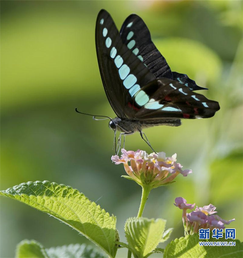In pics: Butterflies perch on flowers in Fujian