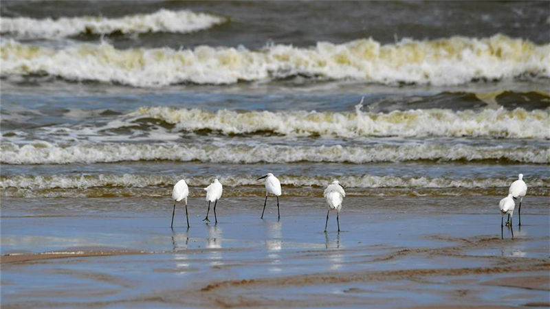 Snapshots of Shenhu Bay in Fujian