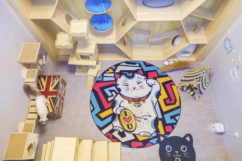 Luxury pet hotels thriving during Spring Festival