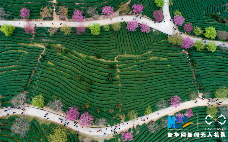 Tourists enjoy view of cherry in tea garden in Fujian