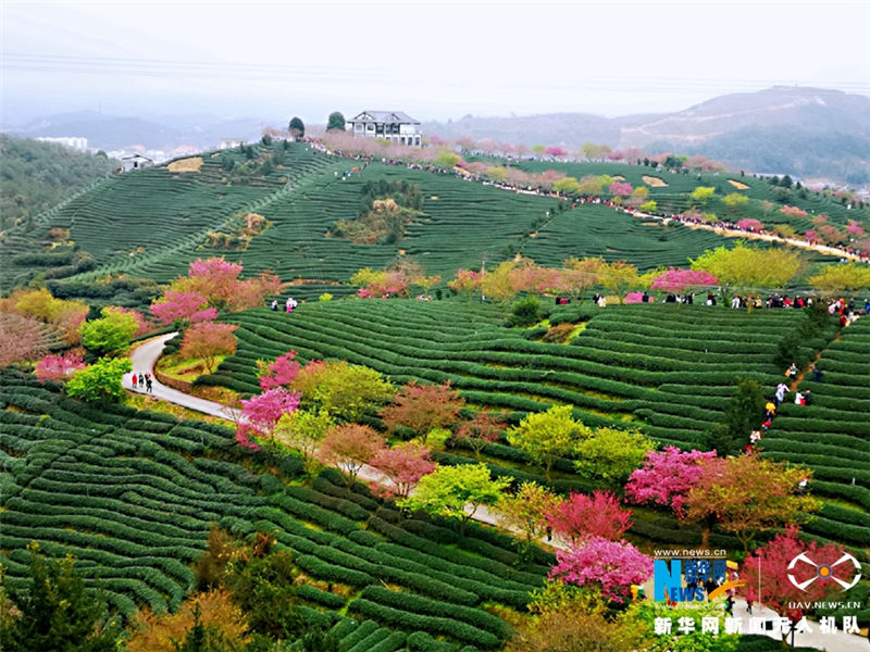 Tourists enjoy view of cherry in tea garden in Fujian