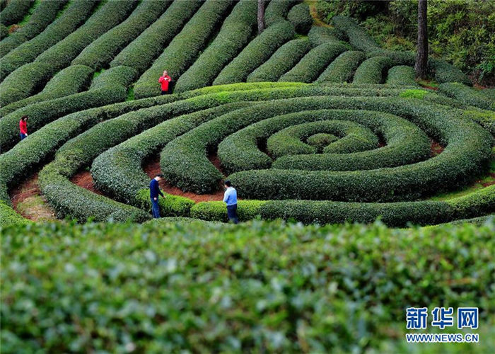 Tea ready for harvest in Wuyishan city