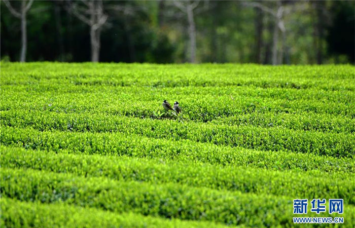 Tea ready for harvest in Wuyishan city