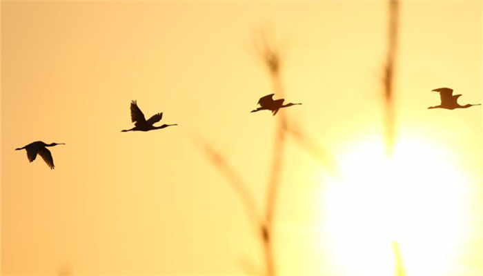 Snapshots of black-faced spoonbill in Fujian
