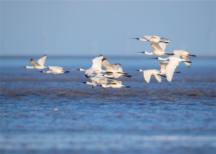 Snapshots of black-faced spoonbill in Fujian