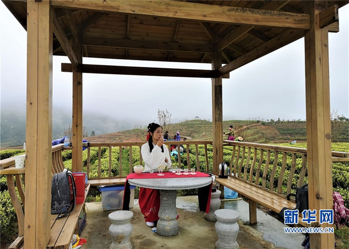 Spring tea to hit the market in Yongtai