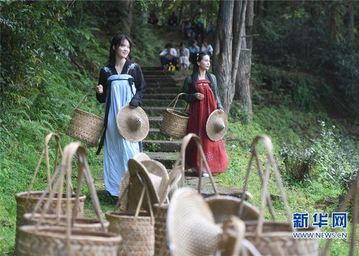 In pics: Tourists experience tea picking in Mount Wuyi