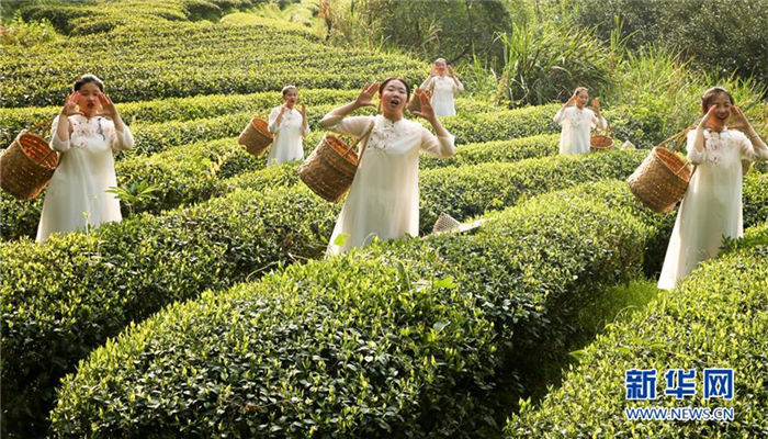 In pics: Tourists experience tea picking in Mount Wuyi