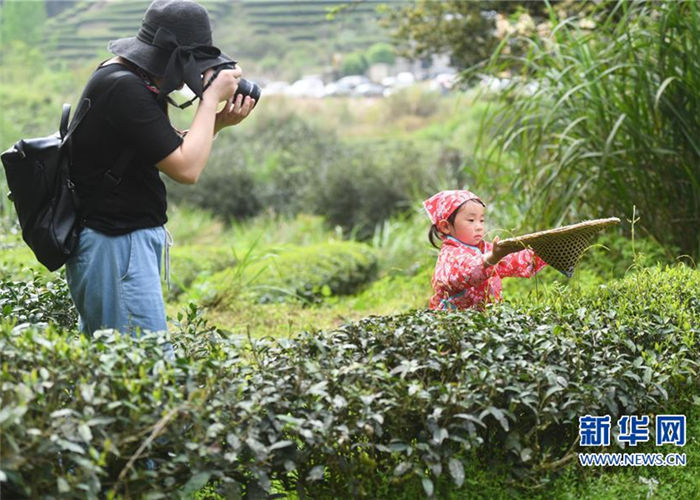 In pics: Tourists experience tea picking in Mount Wuyi