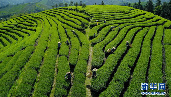 Folk cultural activity held to pray for harvest of tea in Fujian