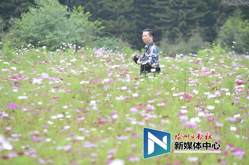 In pics: Coreopsis blossoms in Minjiang park