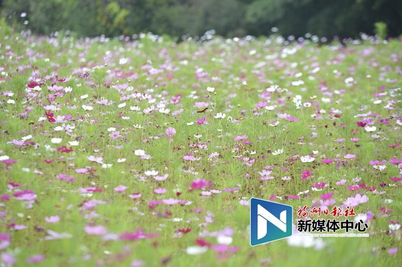 In pics: Coreopsis blossoms in Minjiang park