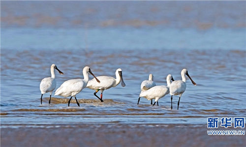 Fuzhou wetland home to rare birds