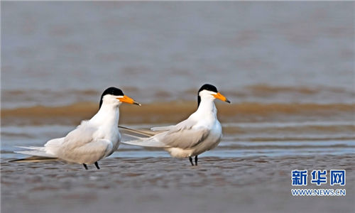 Fuzhou wetland home to rare birds