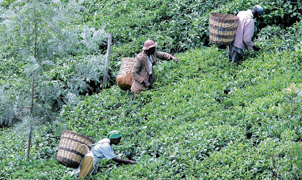 Chinese tea goes to Kenya as entrepreneur seeks perfection