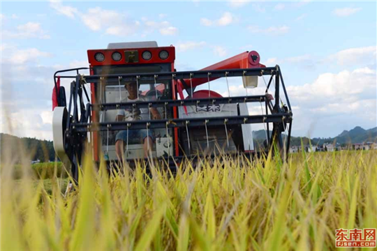 Farmers welcome harvest season in Fujian