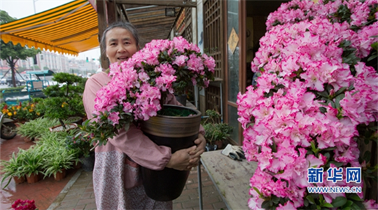 In pics: blossom-adorned Zhangzhou