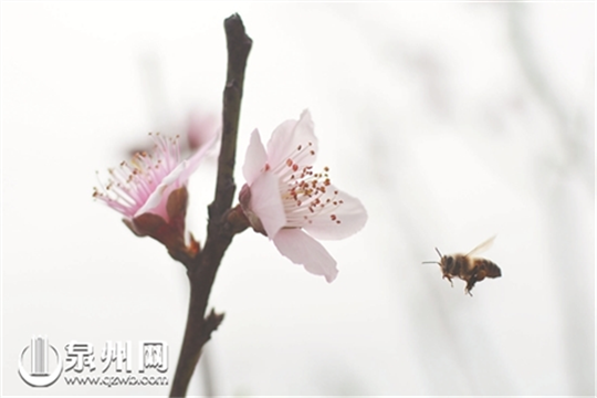 In pics: Blossomed flowers in Quanzhou