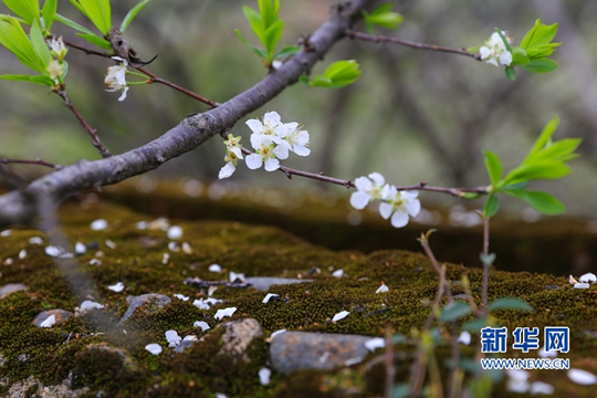 In pics: Blooming peach blossoms in Yongtai