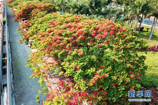 Flame trees makes ancient city flamboyant