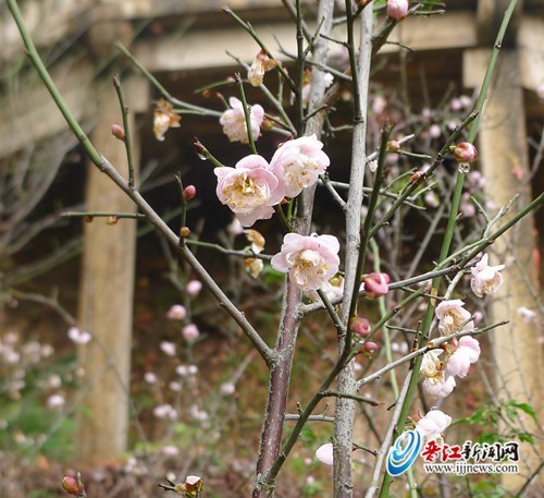Plum blossom in Jinjiang