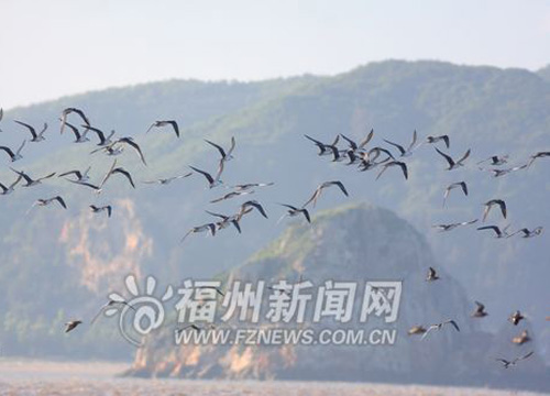 Fuzhou spearheads rare bird protection