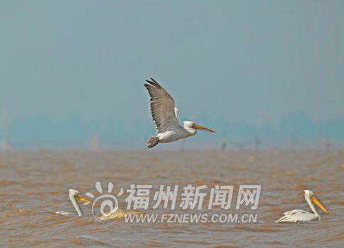 Fuzhou spearheads rare bird protection
