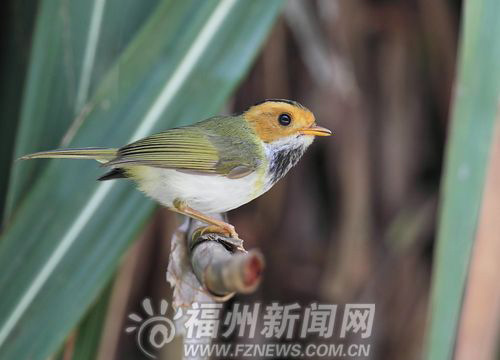 Fuzhou spearheads rare bird protection